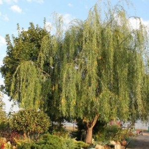 Саженец ивы плакучей Шатер