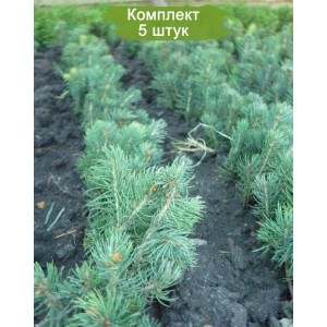 Сеянцы ели голубой (от 12 см) -  комплект 5 шт.