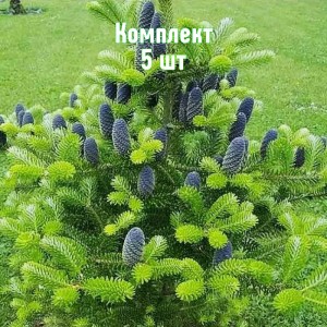 Комплект 5шт / Ель Корейская 60-100 см