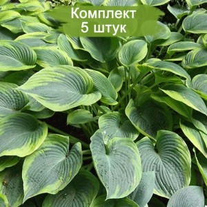 Саженцы хосты Алватин Тейлор ( Alvatine Taylor) -  комплект 5 шт.