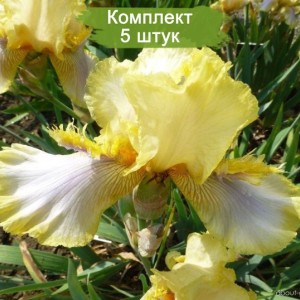 Саженцы ириса Херитидж Лейс (Heritage Lace) -  комплект 5 шт.