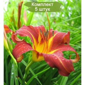 Саженцы лилейника Отум Ред ( Autumn Red ) -  комплект 5 шт.