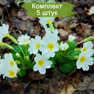 Саженцы примулы Лесная -  комплект 5 шт.