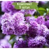 Комплект 5шт / Сеянец Сирень обыкновенная Сенсация