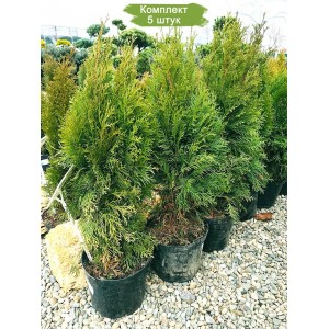 Саженцы Туя Смарагд 60-100 см -  комплект 5 шт.