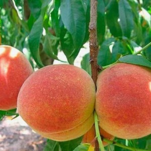 Персик Этюдный