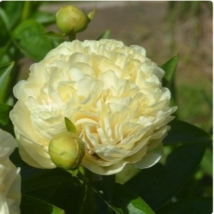 Пион Санни Бой