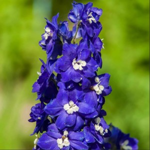 Корневище дельфиниума Пацифик Джиант (Pacific Giant Camelliard)  (синий)