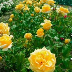 Саженец чайно-гибридной розы Голден Моника