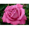 Роза Гранд Гала (чайно-гибридная розовая)