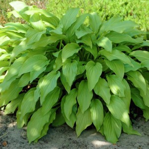 Саженец хосты гибридной Ханни беллз (Honeybells)